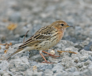 Шийхнүүхэй (Зосонгүеэ шийхнүүхэй)